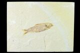 Fossil Fish (Knightia) - Green River Formation - Wyoming #136516-1